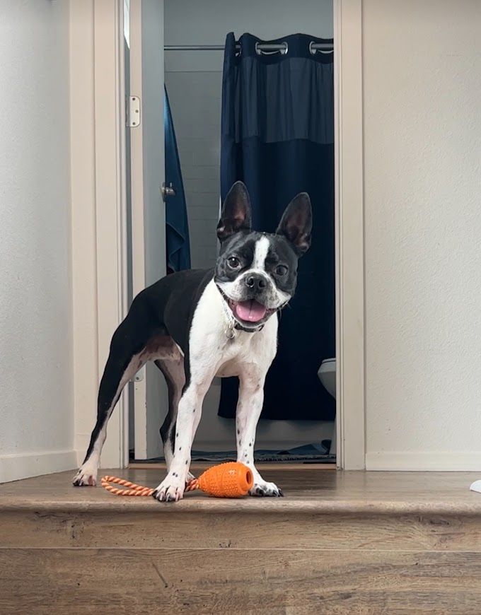 A black and white dog is standing on a set of stairs next to a toy.