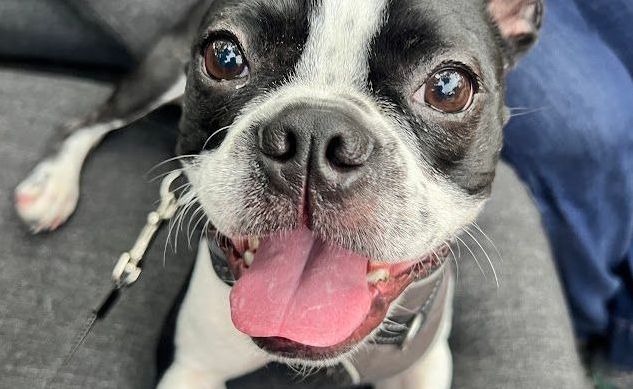 A black and white dog with its tongue out is sitting on a couch.