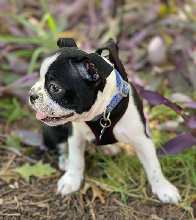 A black and white puppy wearing a harness and collar is standing in the grass.