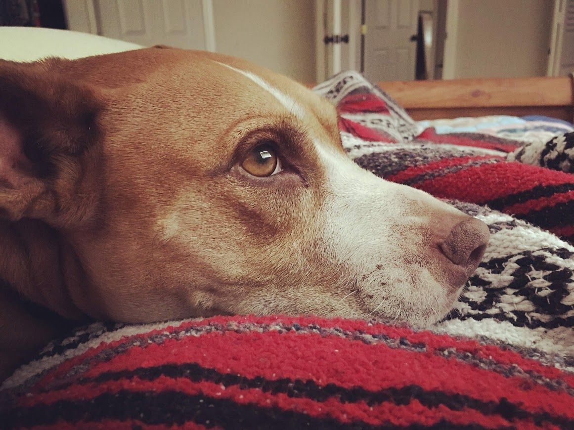 A brown and white dog is laying on a red and black blanket