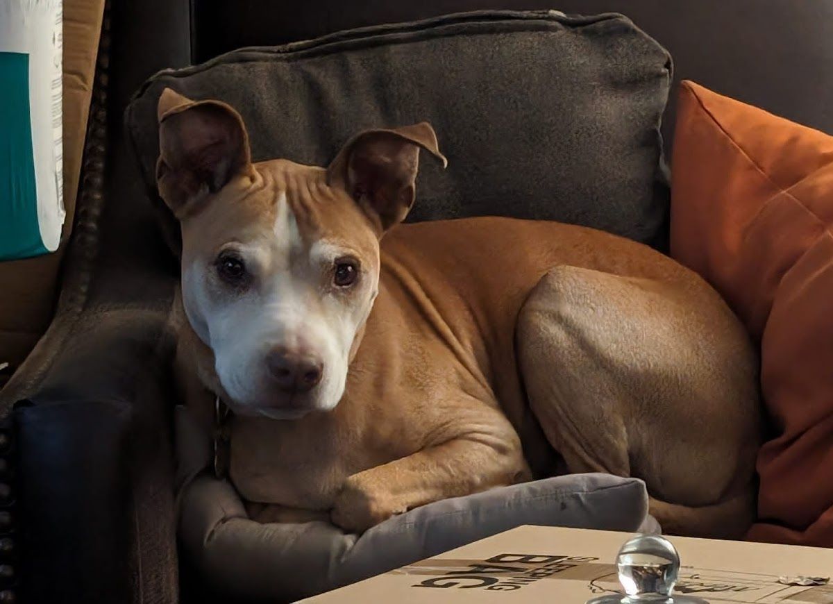 A brown and white dog is laying on a couch looking at the camera