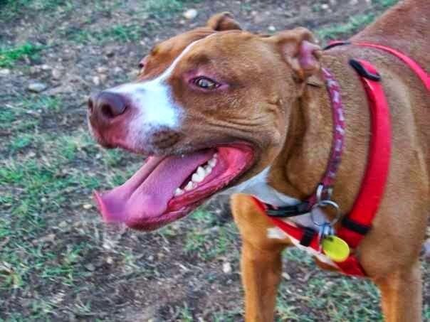 A brown and white dog with its tongue hanging out is wearing a red harness.
