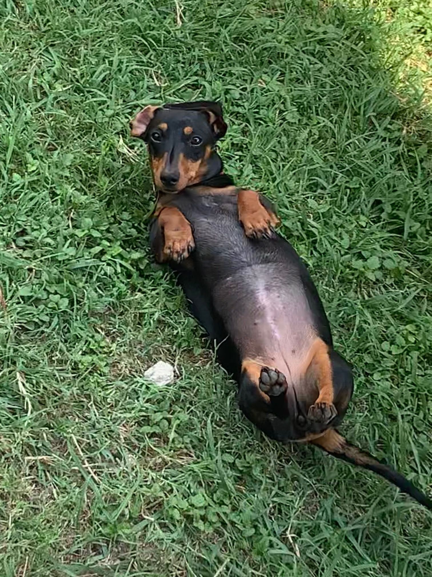A dachshund is laying on its back in the grass.