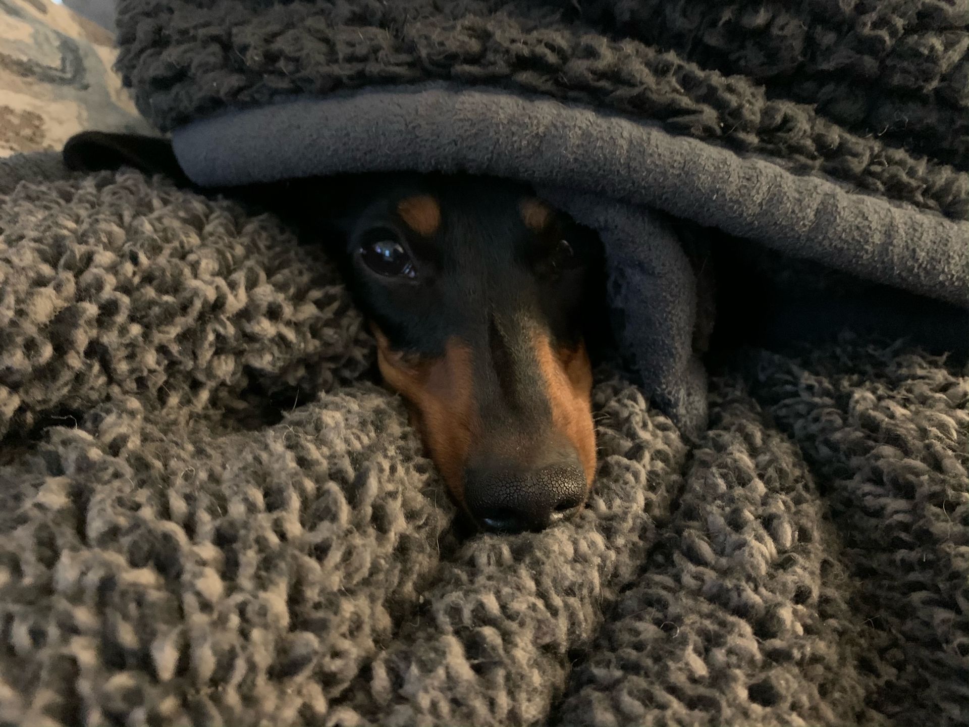 A dachshund is hiding under a blanket on a bed.