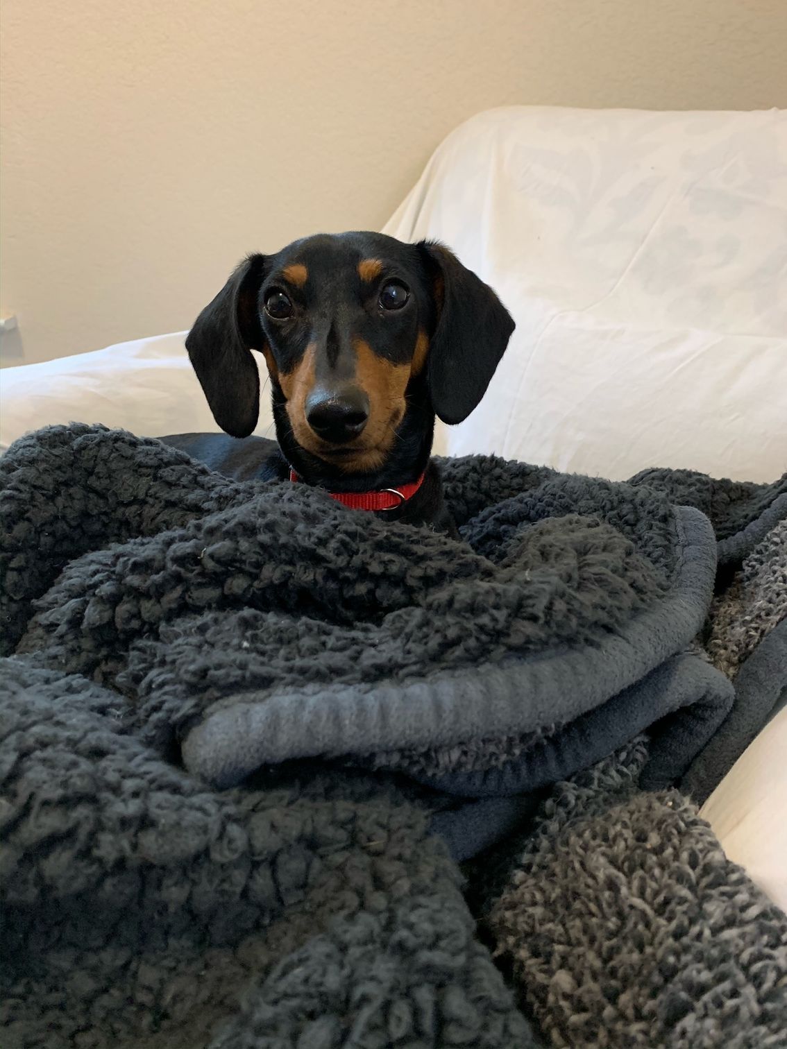 A dachshund is wrapped in a blanket and looking at the camera.