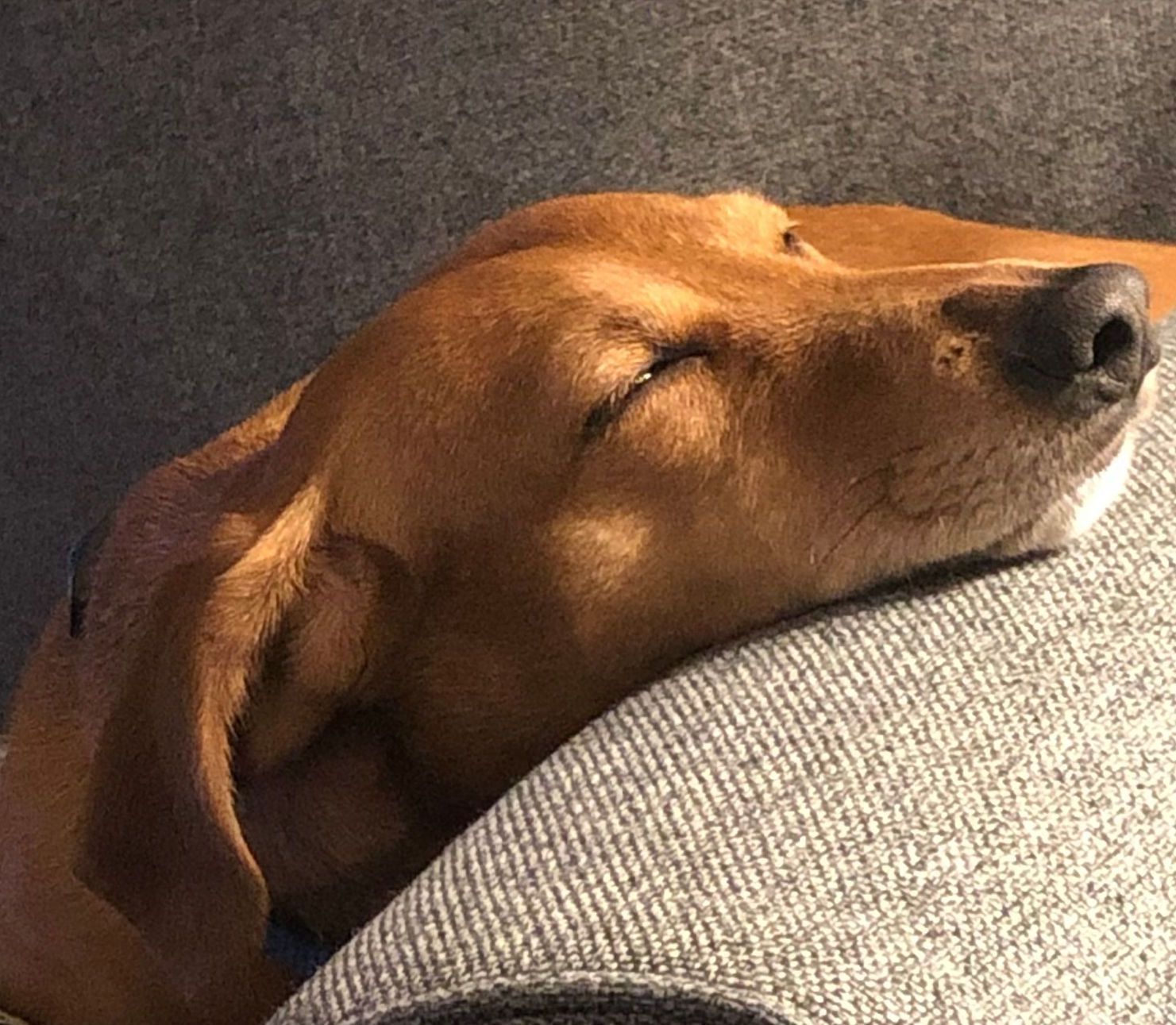 A brown dog is sleeping on a couch with its eyes closed.