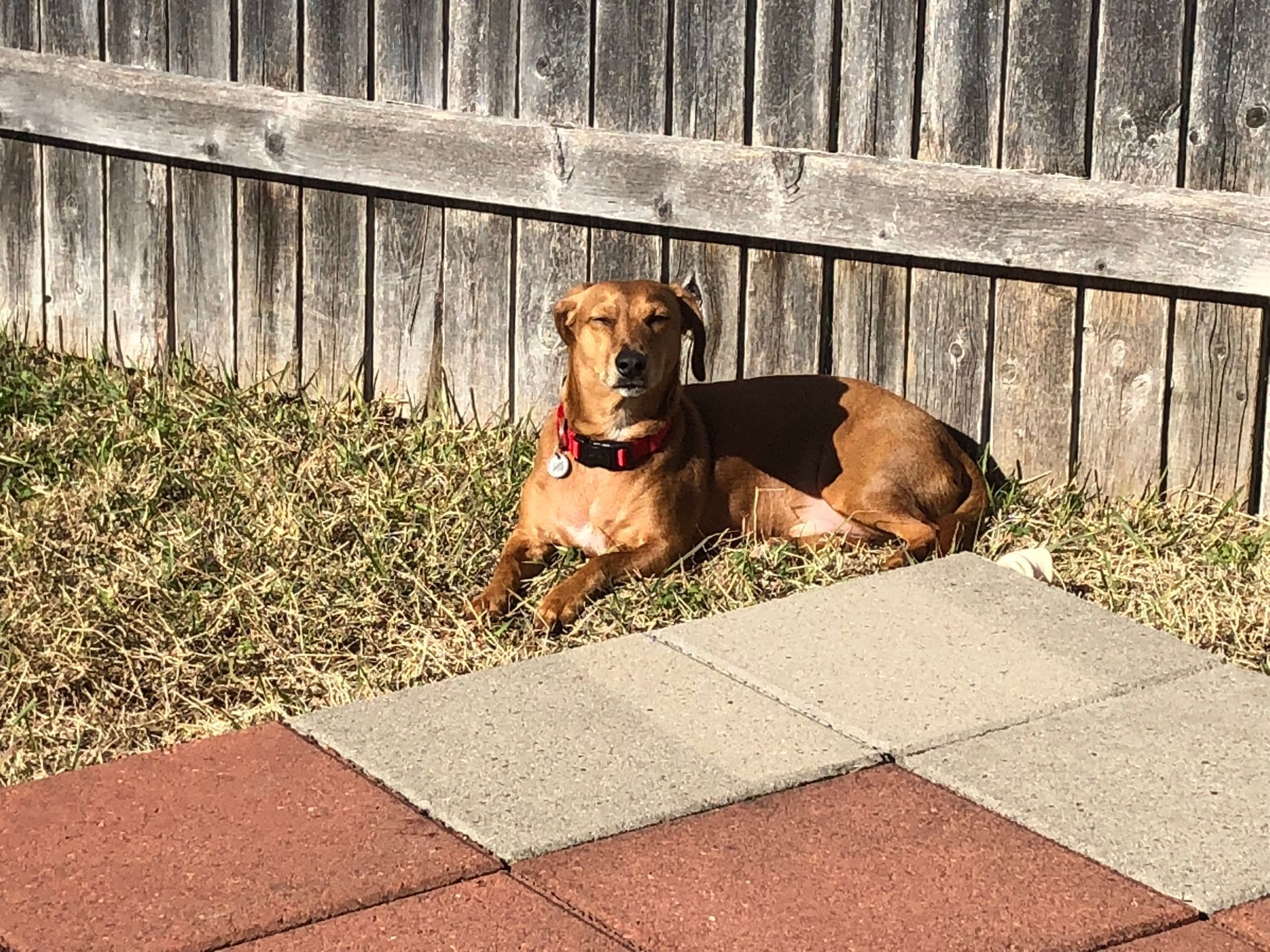 A brown dog is laying on the ground next to a wooden fence.