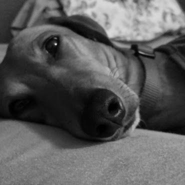 A black and white photo of a dachshund laying on a couch.