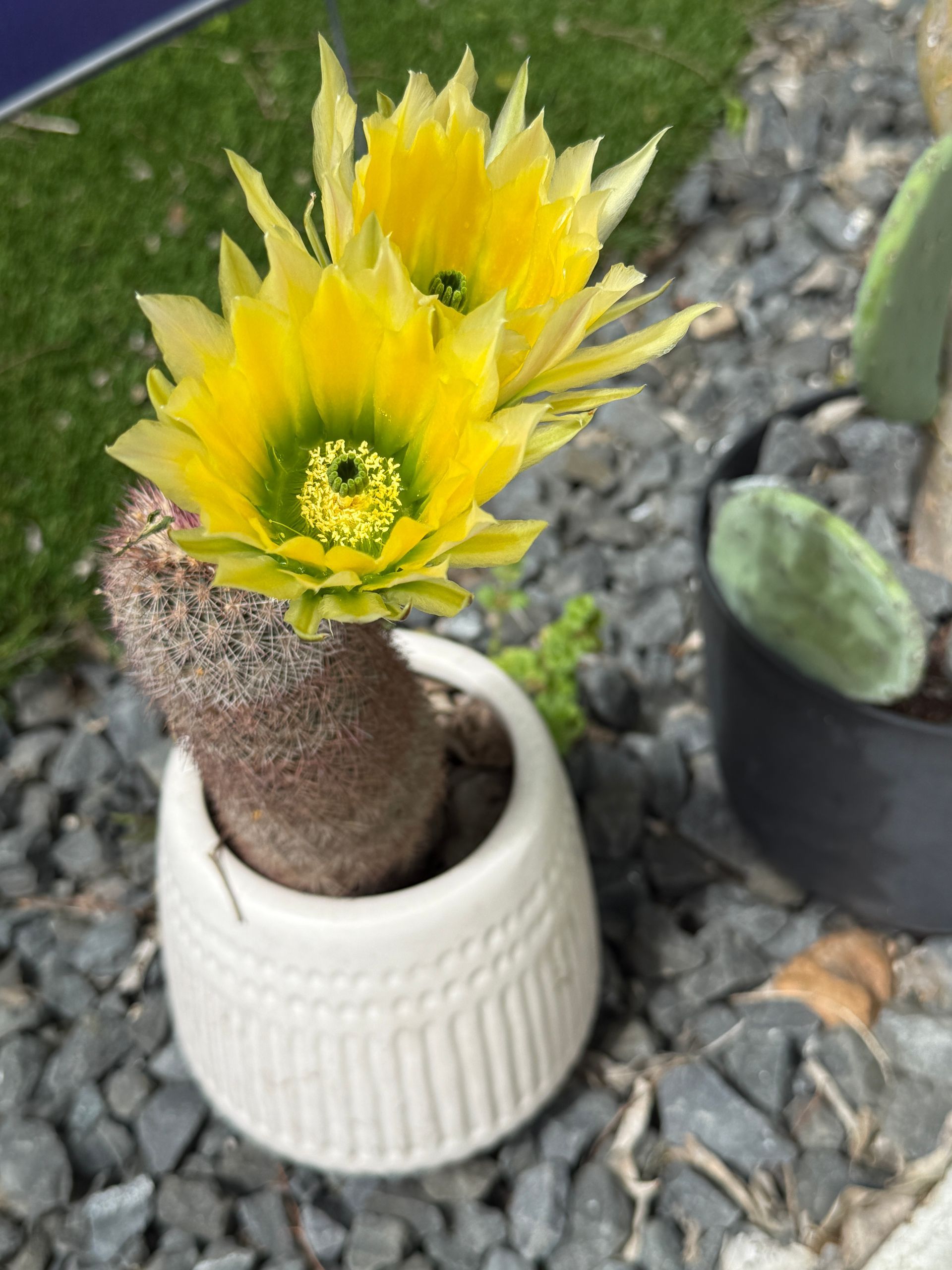 A yellow flower is growing on a cactus in a white pot.