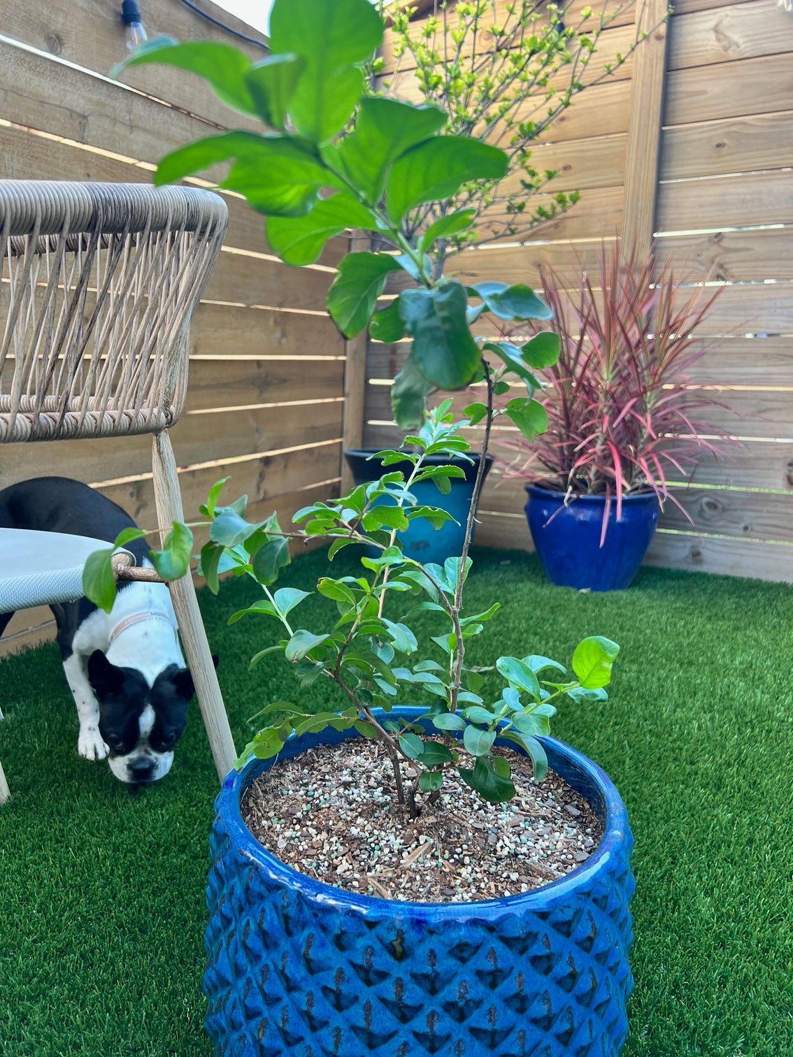 A dog is laying on the grass next to a blue potted plant.