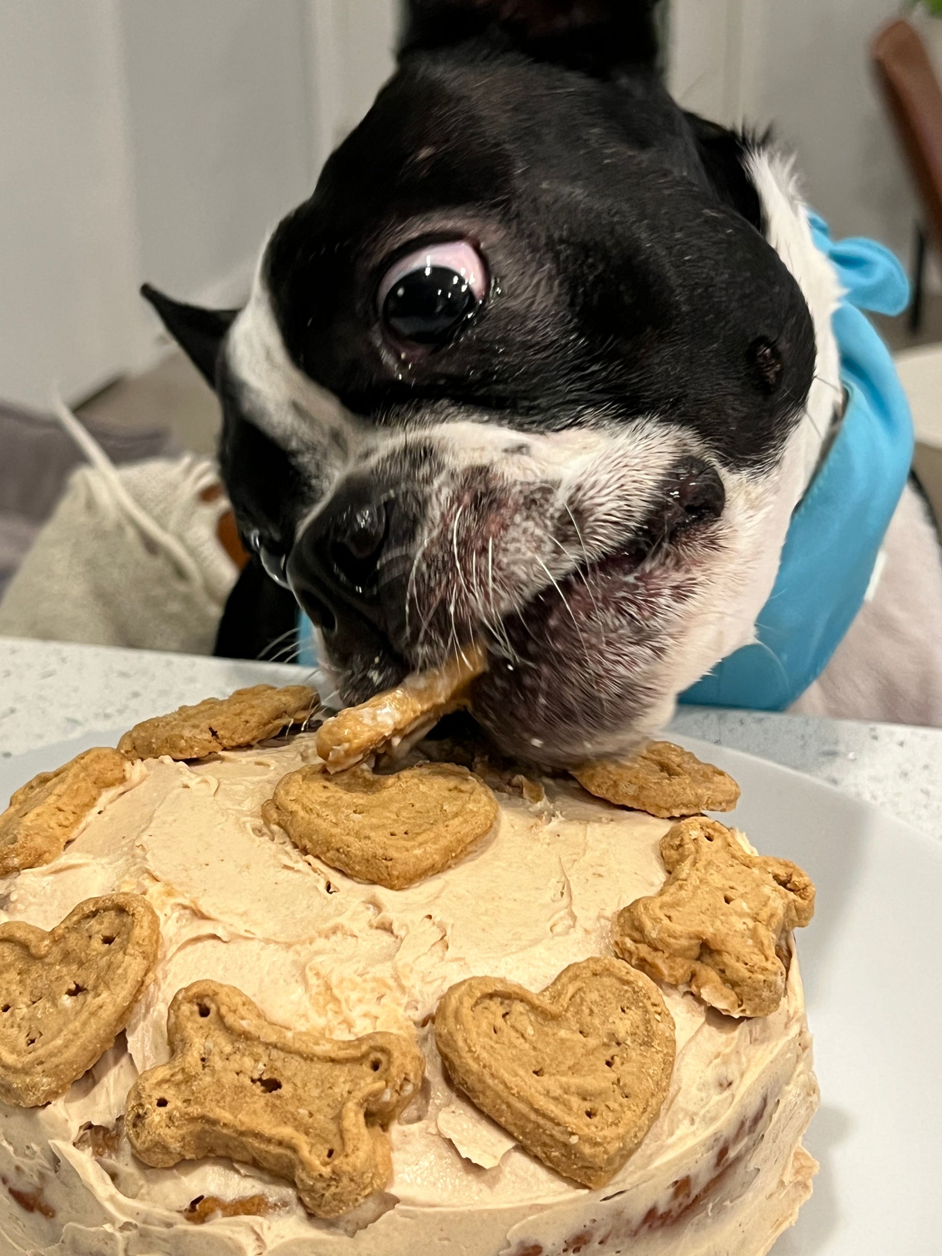 A black and white dog is eating a piece of cake.