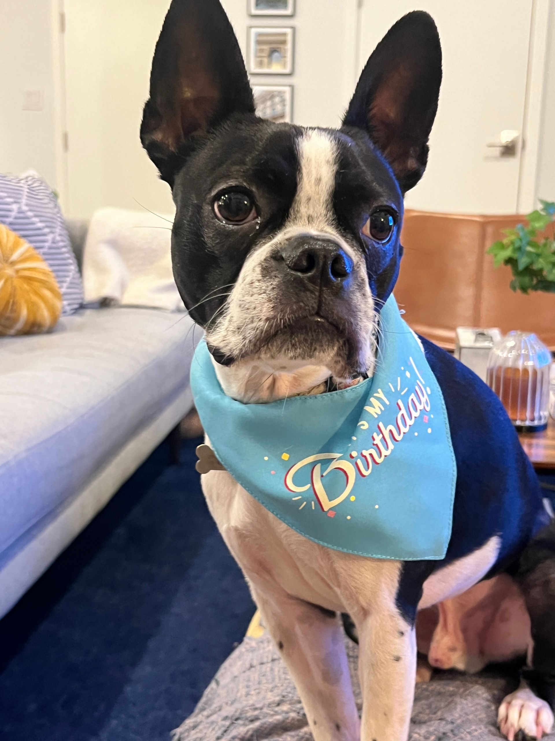 A black and white dog wearing a blue bandana on its neck.