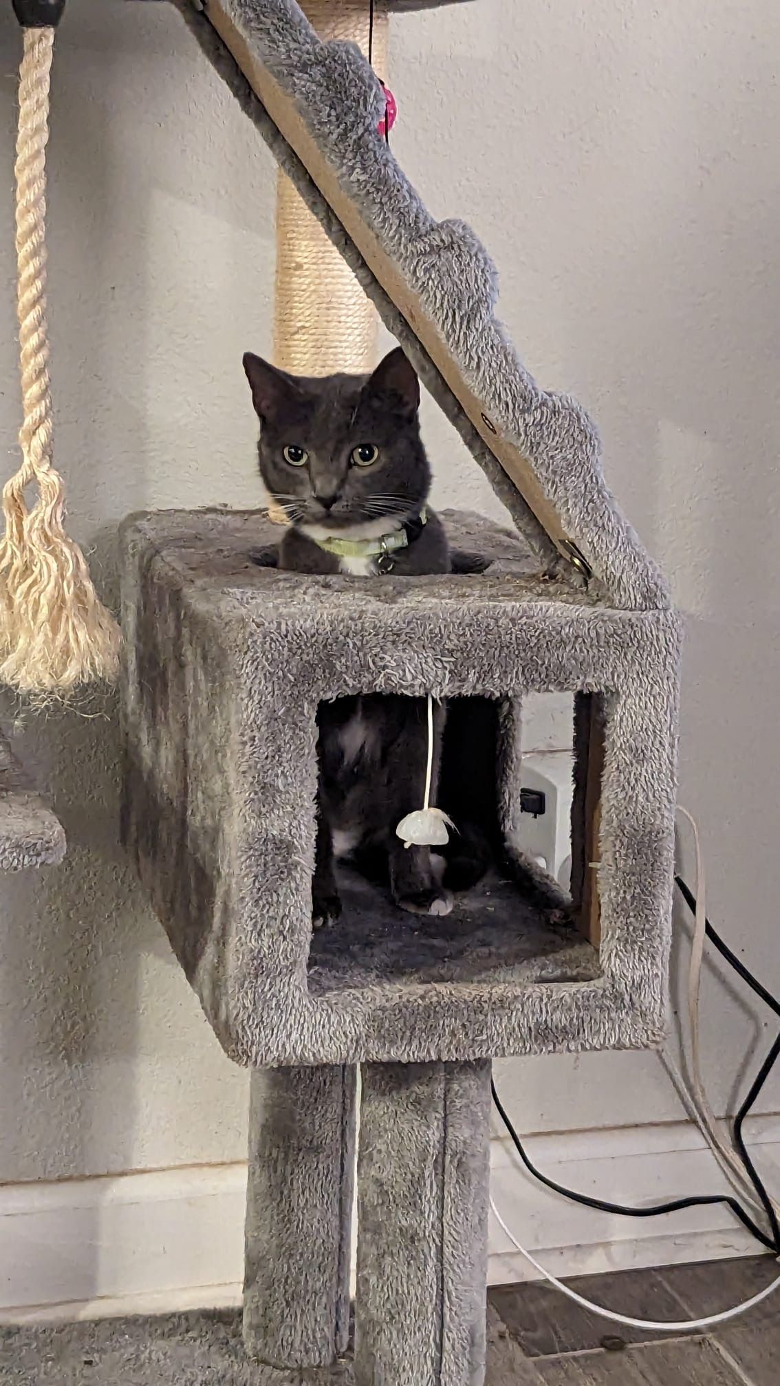A gray cat is sitting in a cat tree.