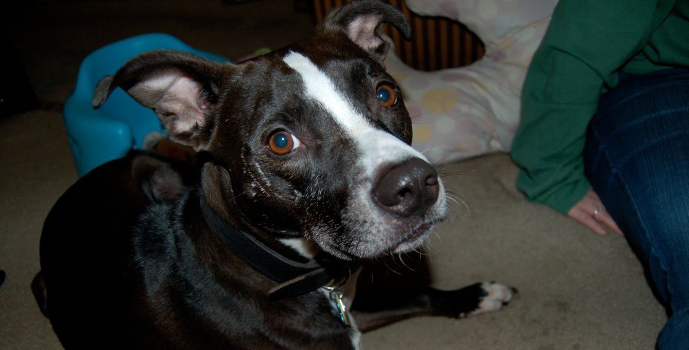 A black and white dog is laying on the floor next to a person.