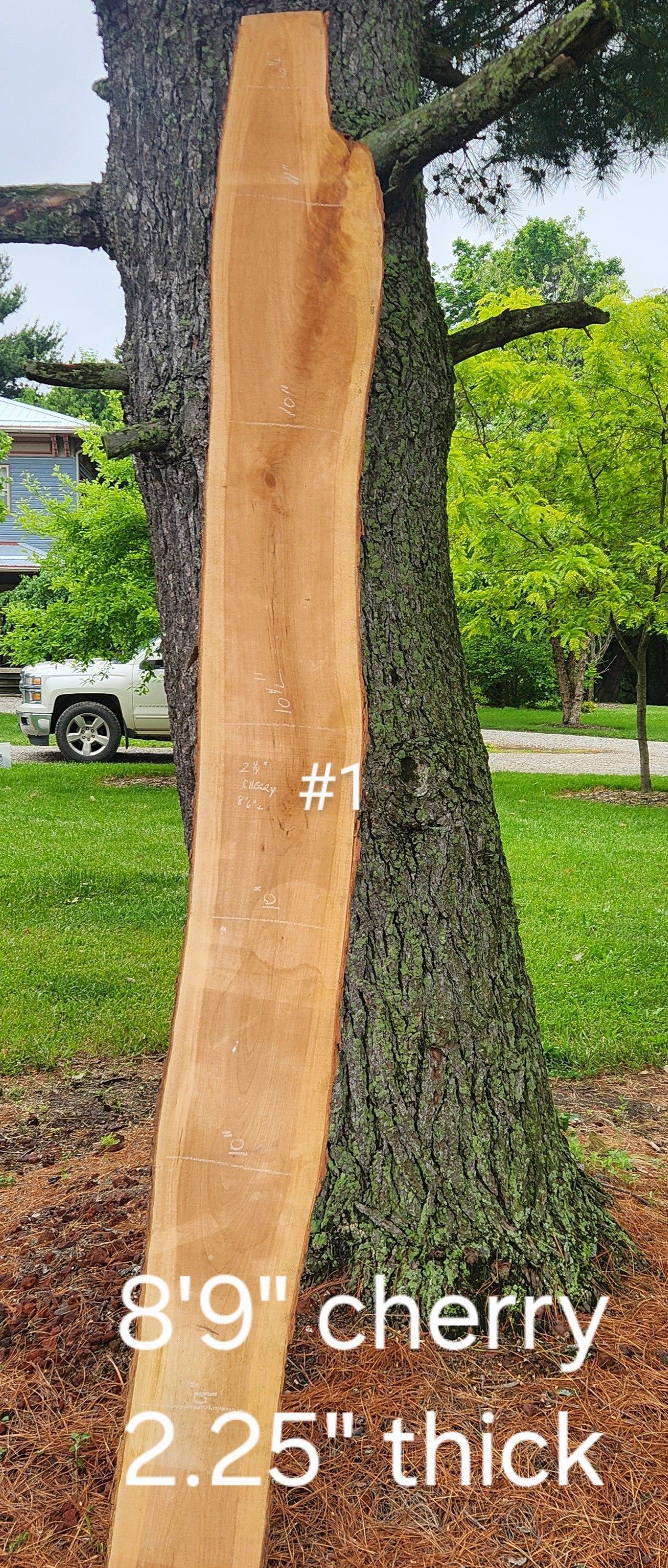 A piece of wood is sitting next to a tree.