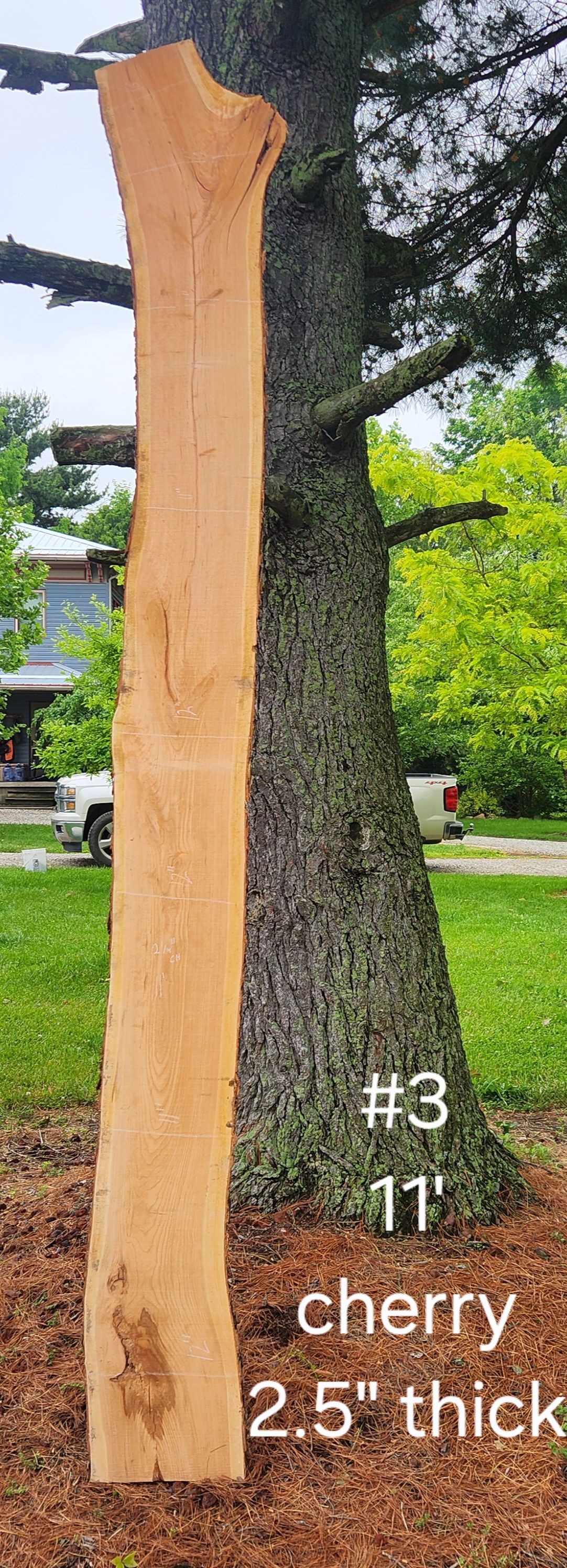 A large piece of wood is sitting next to a tree.