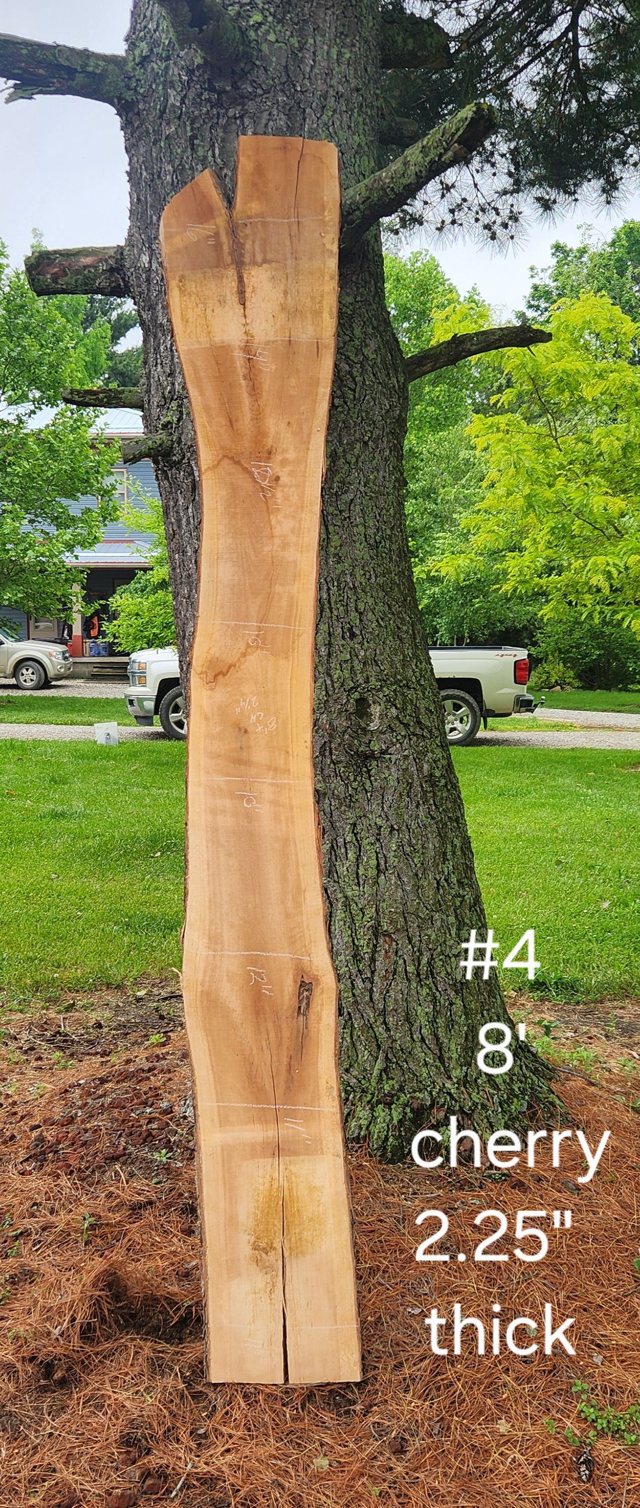 A piece of wood is sitting next to a tree.