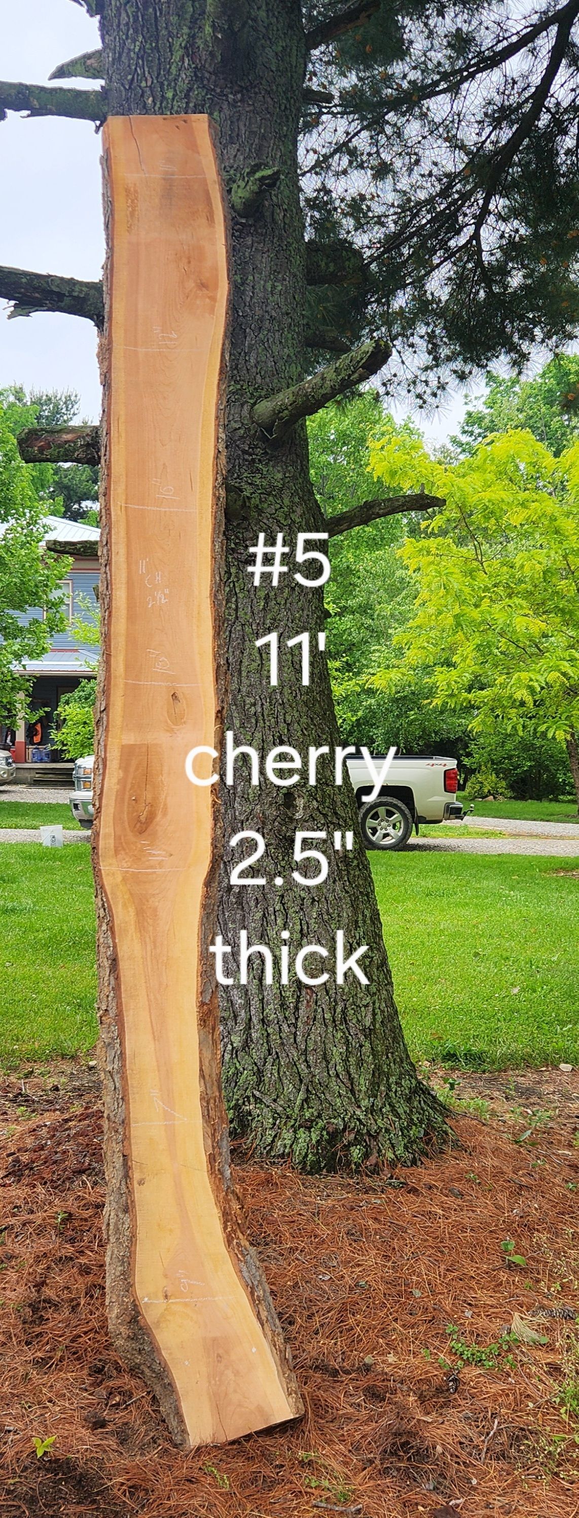 A large piece of wood is sitting on the side of a tree.