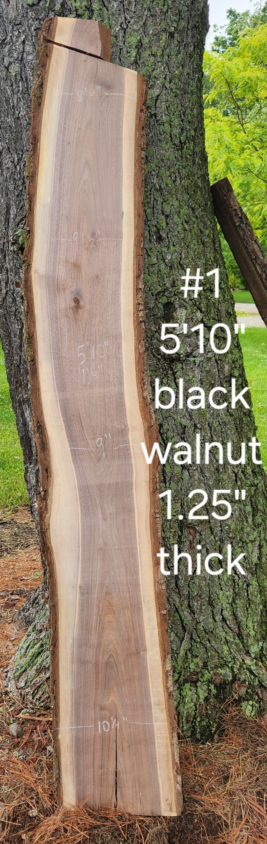 A piece of wood is sitting next to a tree.