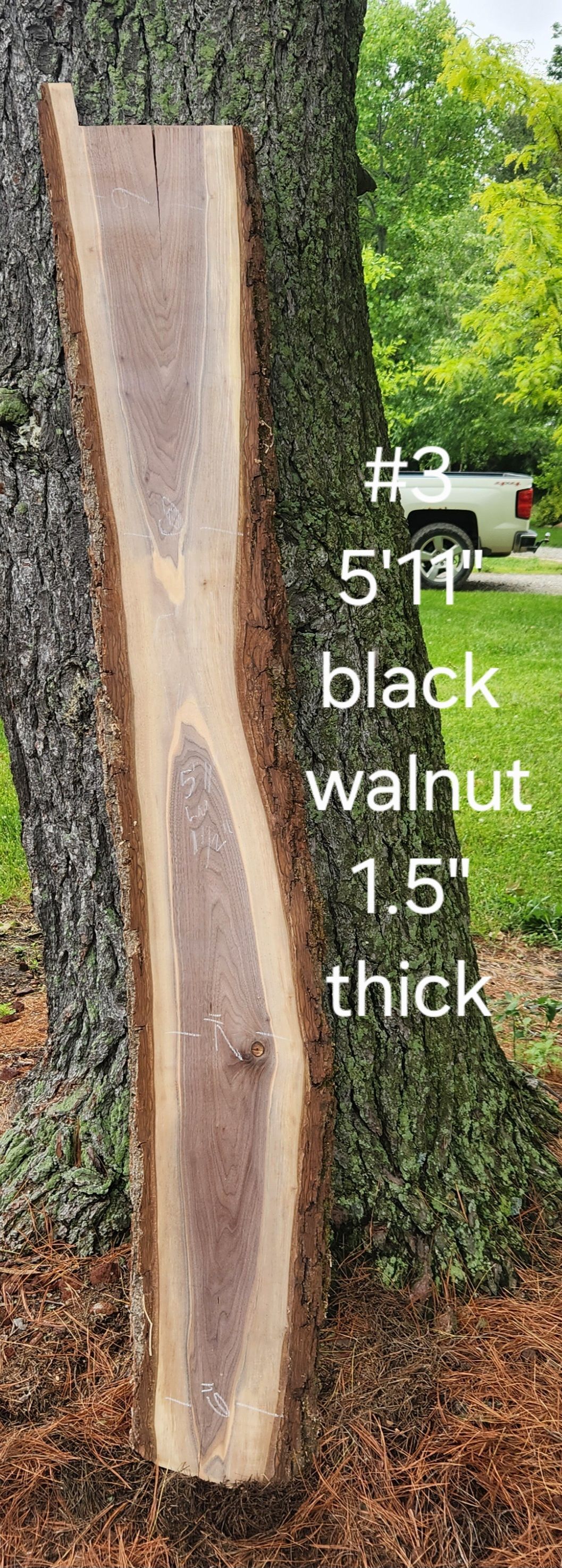 A piece of wood is sitting next to a tree trunk.