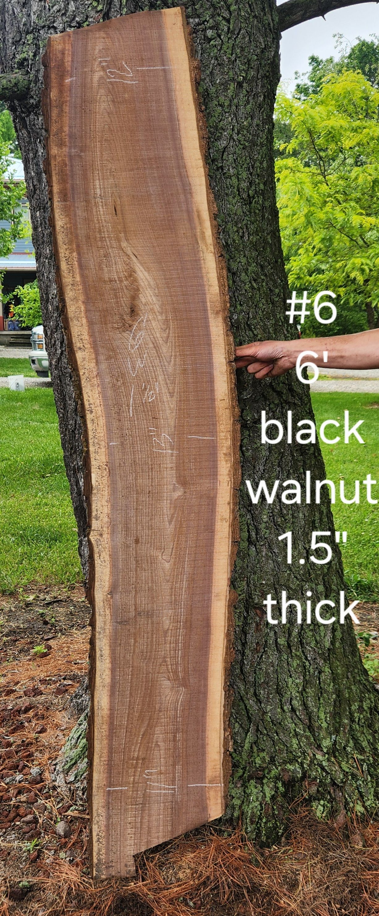 A person is holding a piece of wood next to a tree.