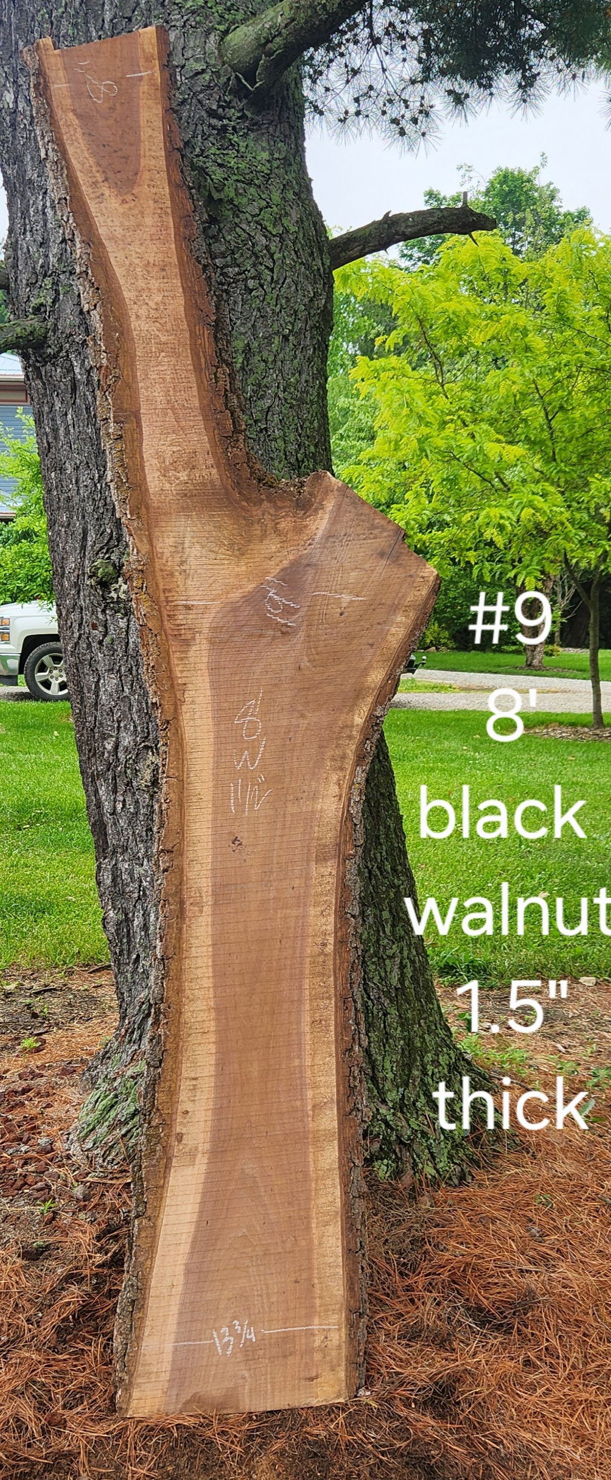 A piece of black walnut wood is sitting next to a tree.