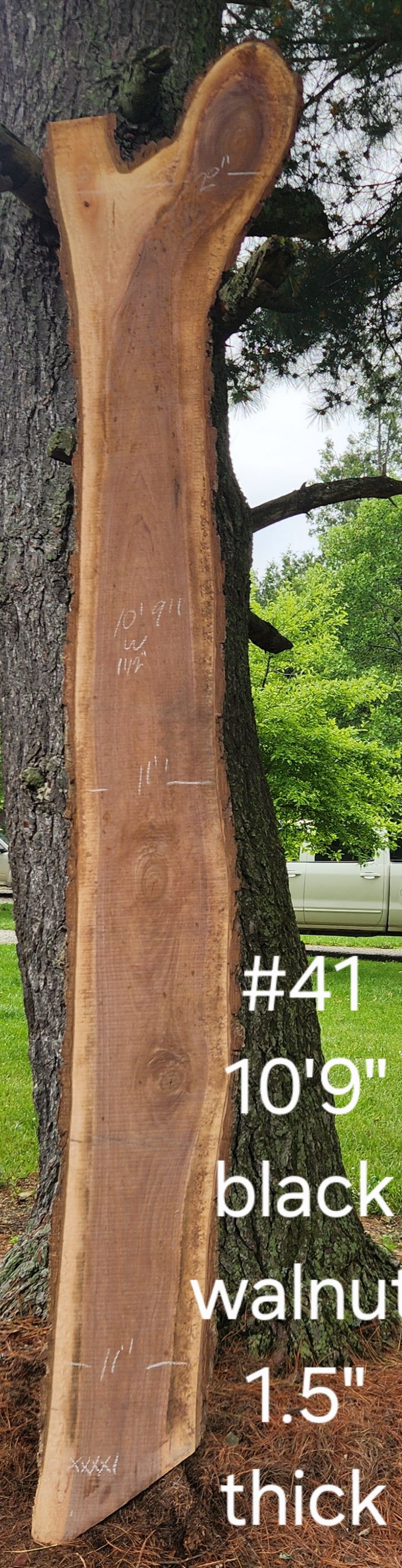 A large piece of wood is sitting next to a tree.