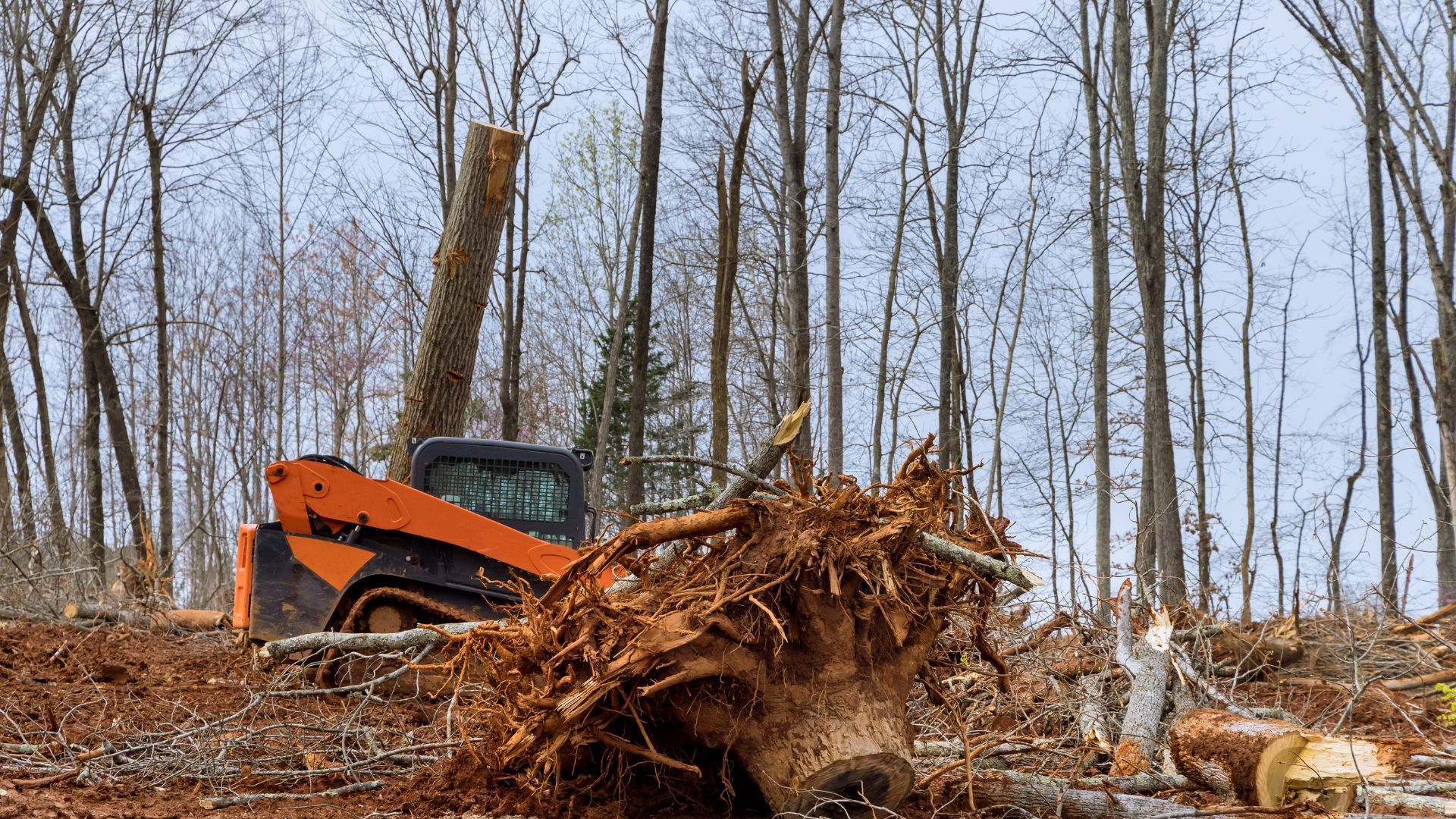 A bulldozer is cutting down trees in the woods.
