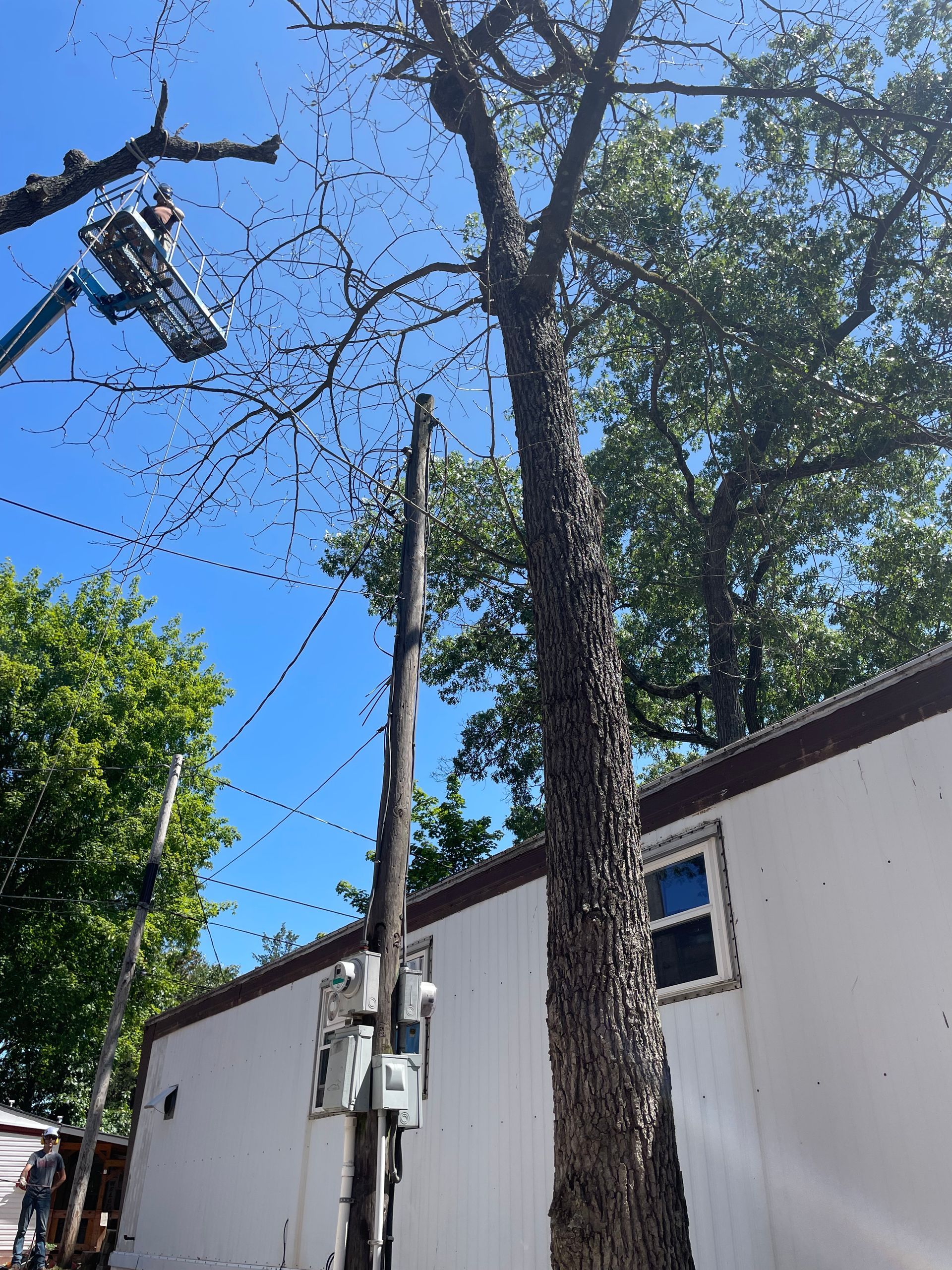A man is cutting a tree with a crane in front of a house.