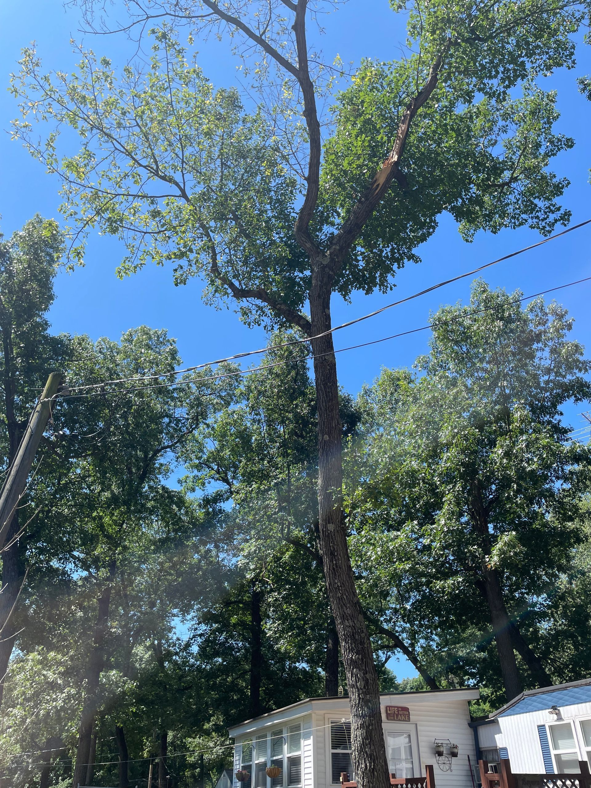 A tree is being cut down in front of a house