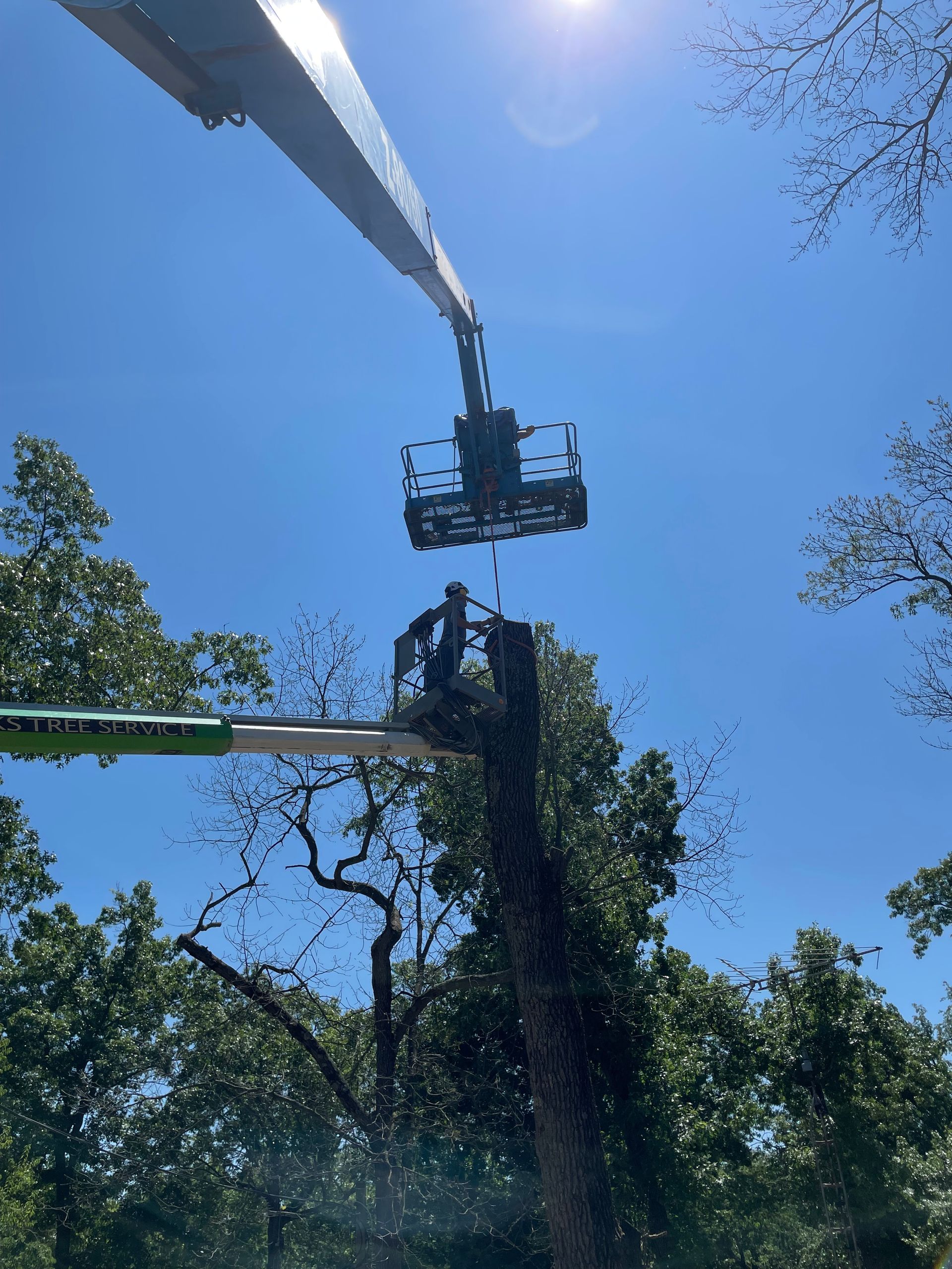 A man is cutting a tree with a crane.