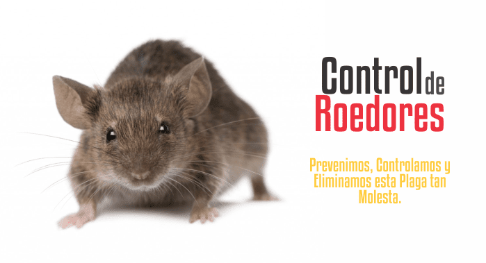 Fumigaciones Suricato rata