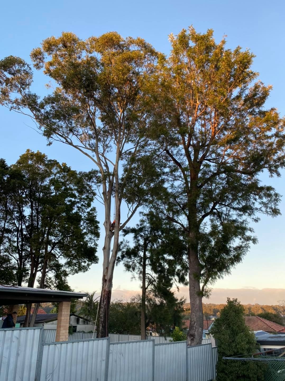 Trees Bathed in Warm Sunlight Behind a White Fence — Chop n Drop Tree Specialists in Belmont, NSW