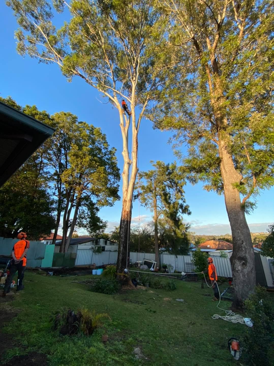 Arborist in a Tall Tree Being Trimmed, Two Other Workers — Chop n Drop Tree Specialists in Belmont, NSW