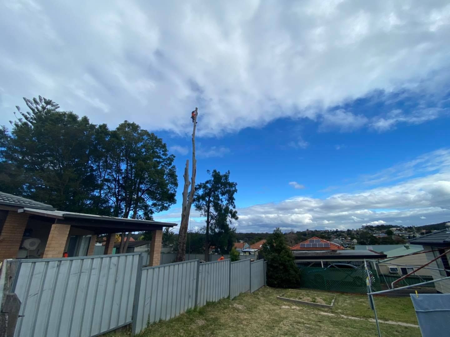 Blue Sky With Clouds Over Suburban Backyard With Fence and Tall — Chop n Drop Tree Specialists in Charlestown, NSW