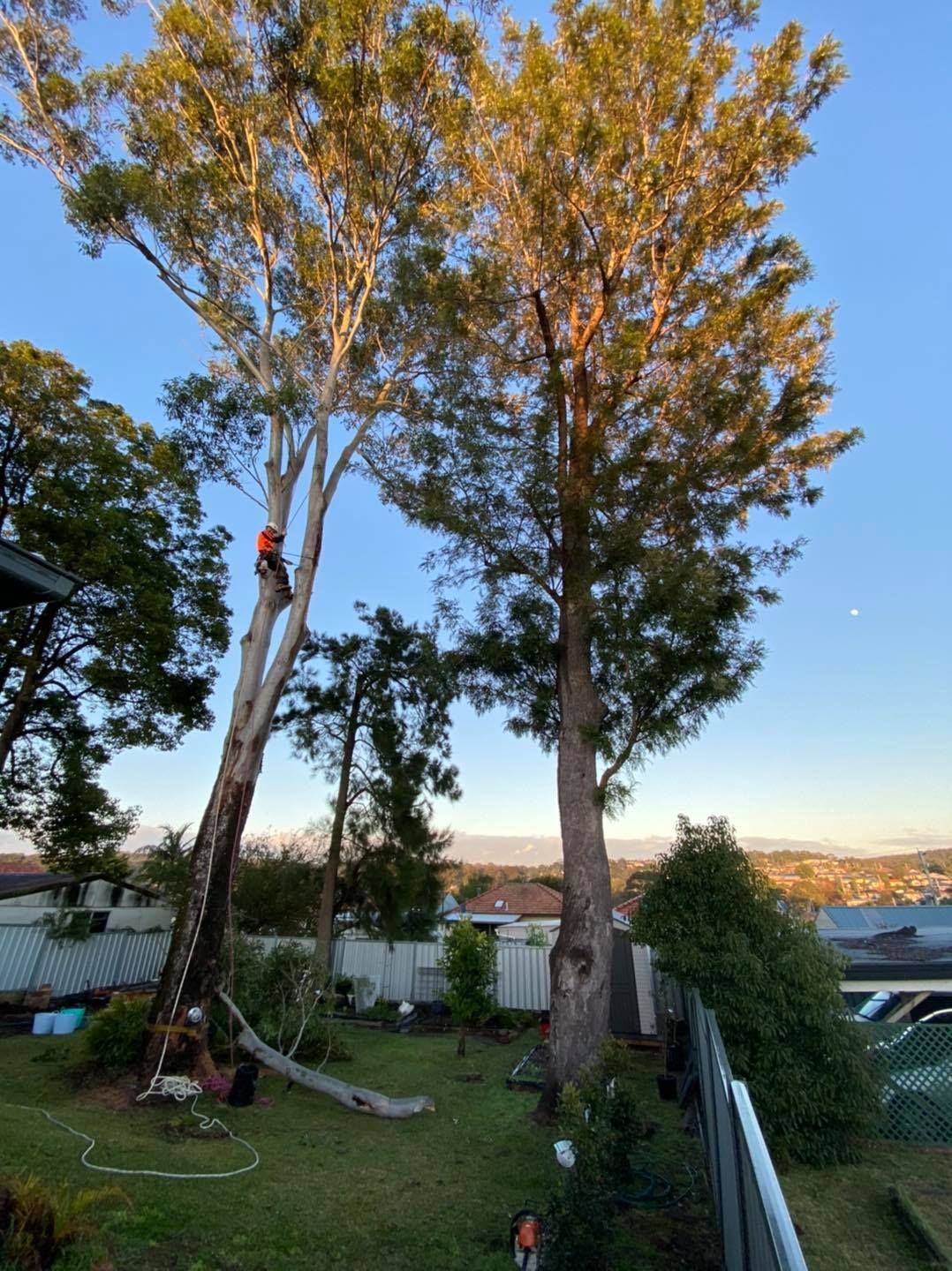 Tree Worker in Orange Gear Trimming a Tall Tree in a Backyard — Chop n Drop Tree Specialists in Charlestown, NSW