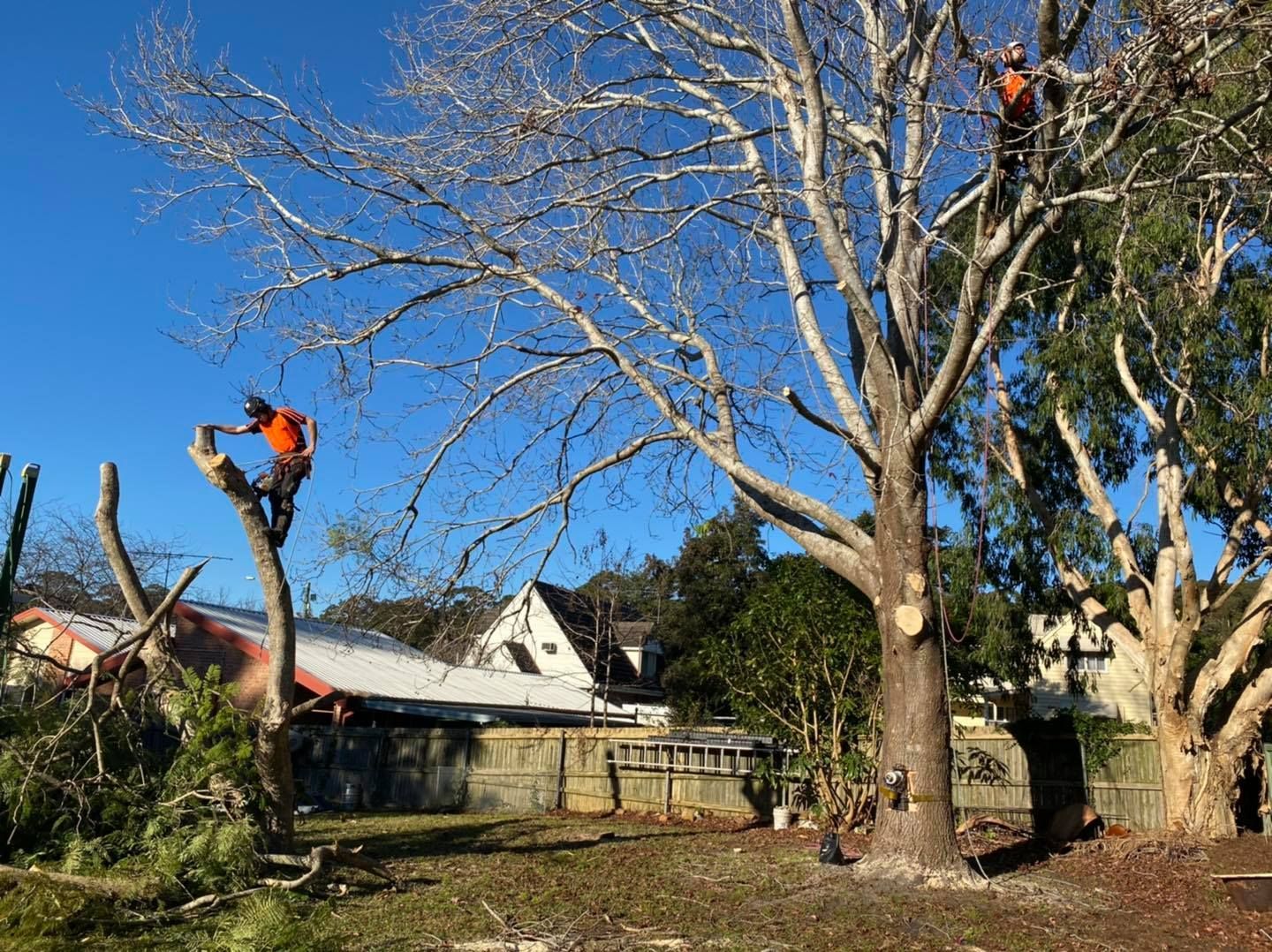 Two Tree Trimmers in Orange Shirts on a Large Tree — Chop n Drop Tree Specialists in Valentine, NSW