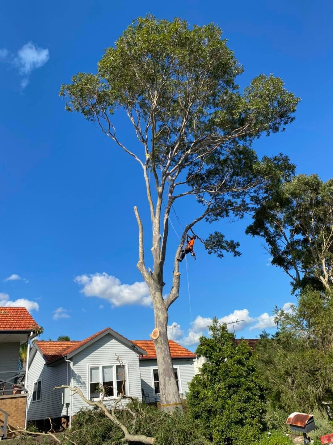A Tree Being Trimmed by an Arborist, Standing in a Tree — Chop n Drop Tree Specialists in Belmont, NSW