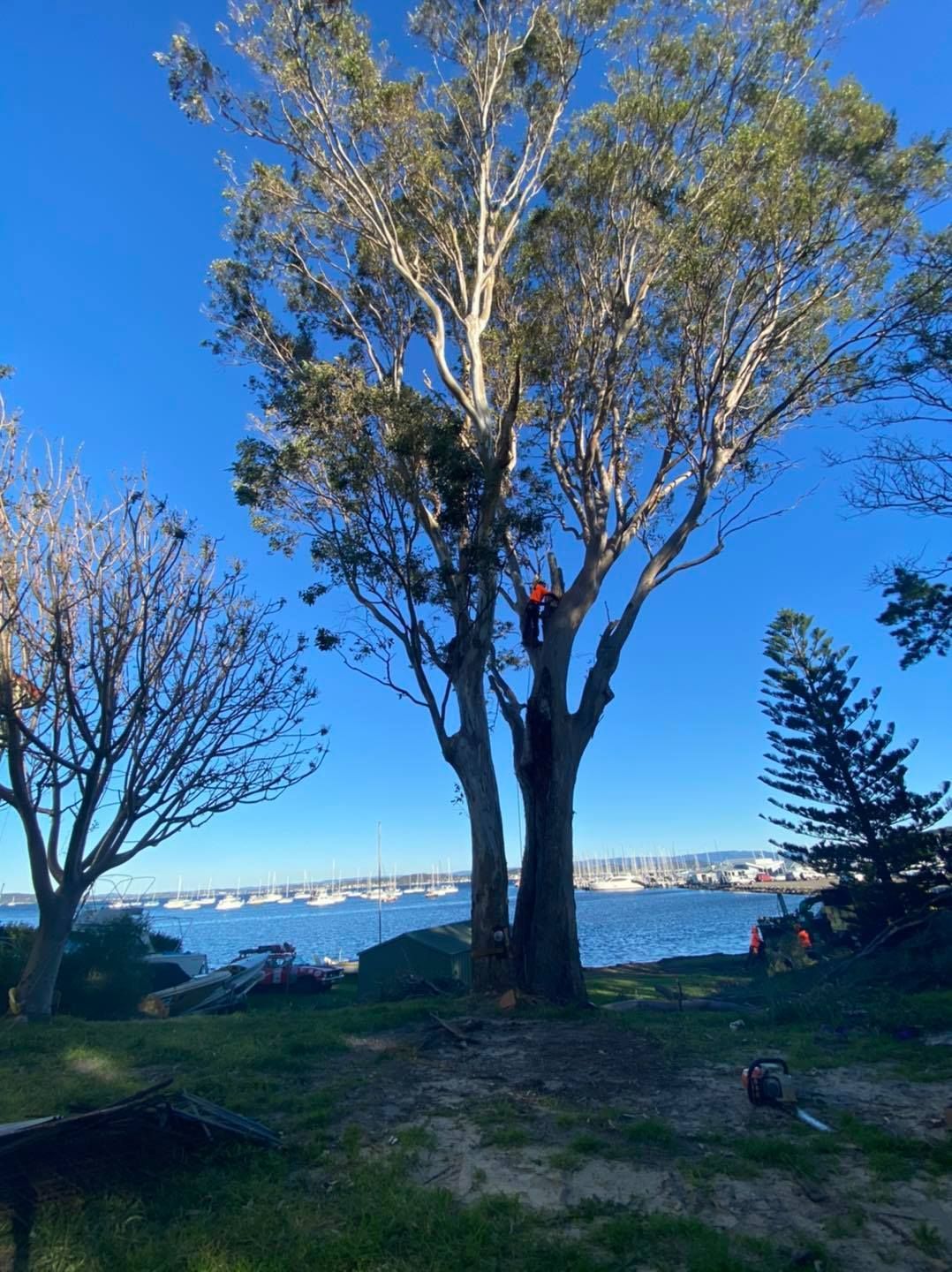 A Tree Trimmer in an Orange Vest and Hardhat is High in a Tree — Chop n Drop Tree Specialists in Belmont, NSW