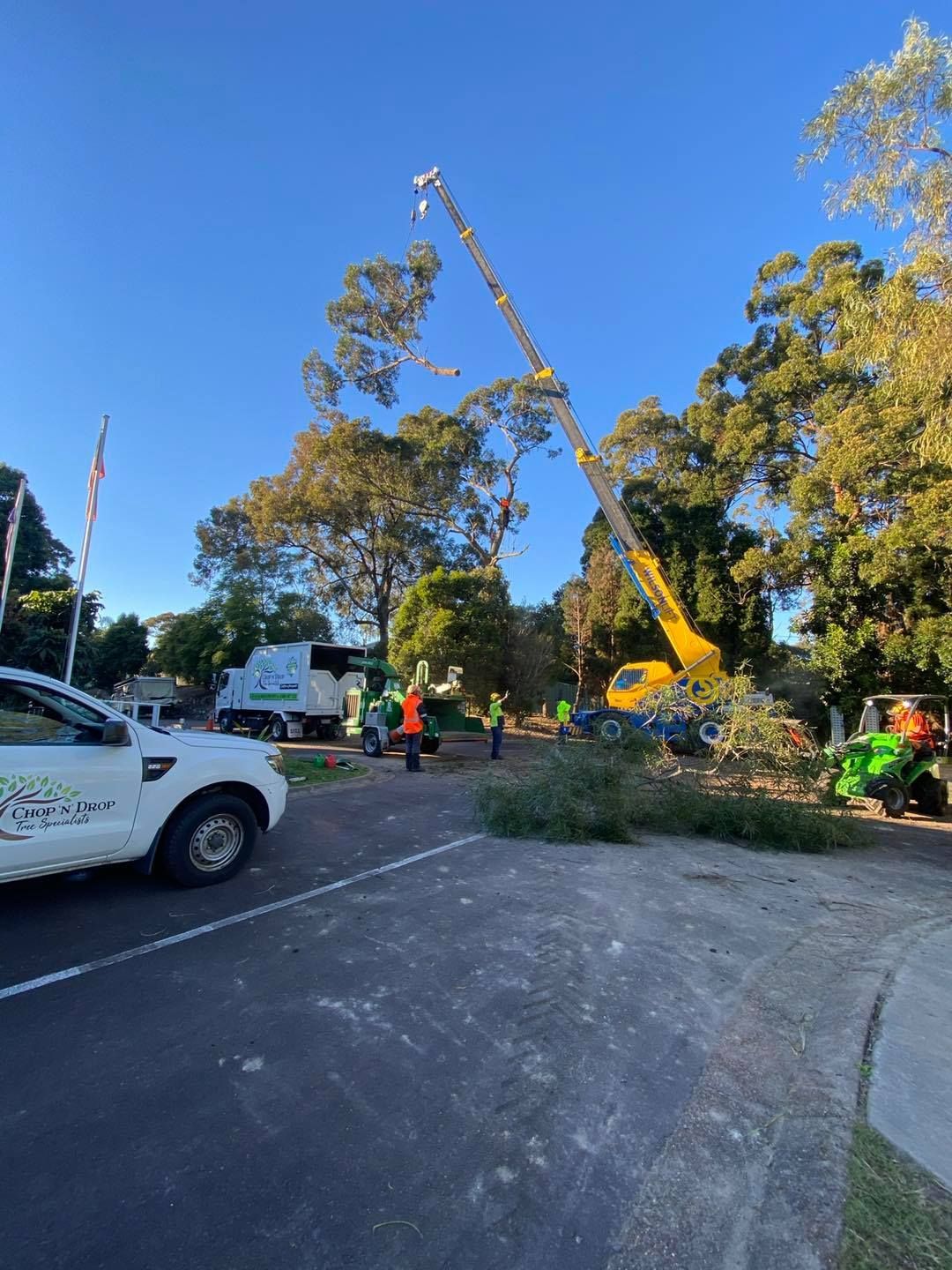 Tree Removal in Progress — Chop n Drop Tree Specialists in Cameron Park, NSW