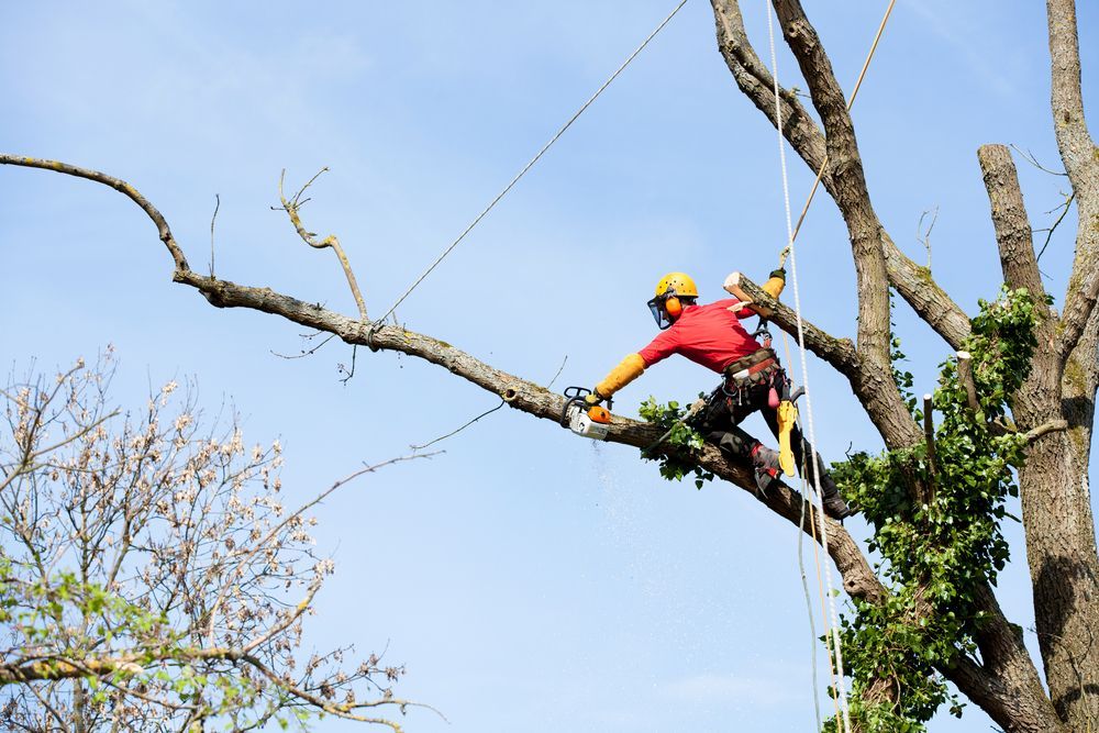 Arborist in Red Shirt Cuts Tree Branch With Chainsaw, Wearing Safety Gear — Chop n Drop Tree Specialists in Warners Bay, NSW