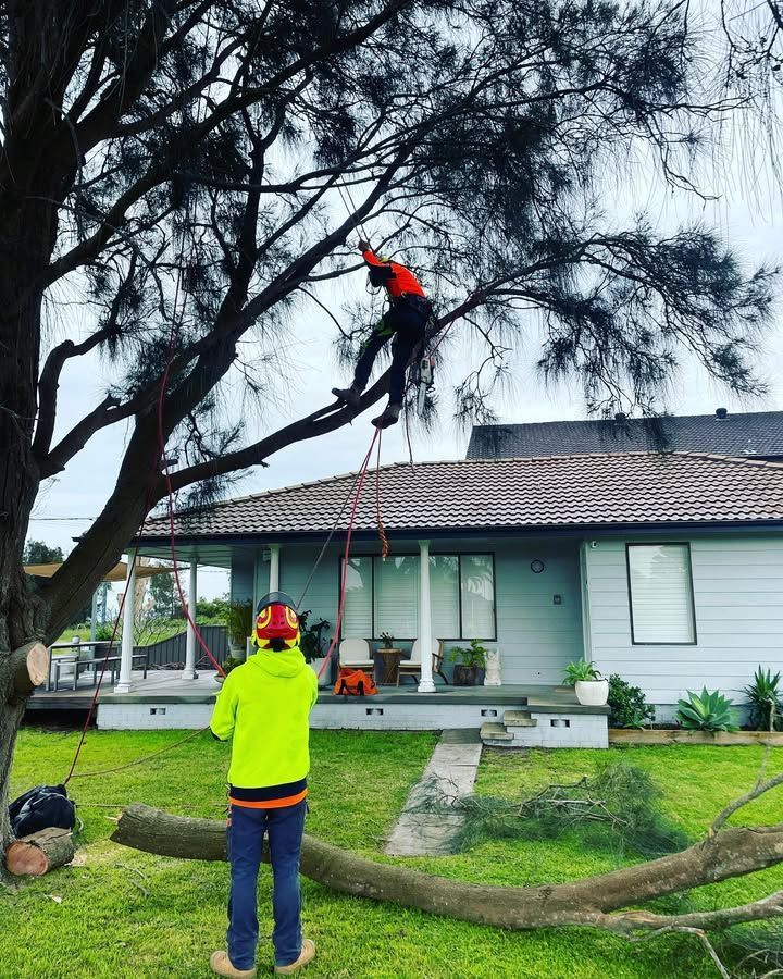 Two Tree Workers Trimming a Tree in Front of a House — Chop n Drop Tree Specialists in Eleebana, NSW
