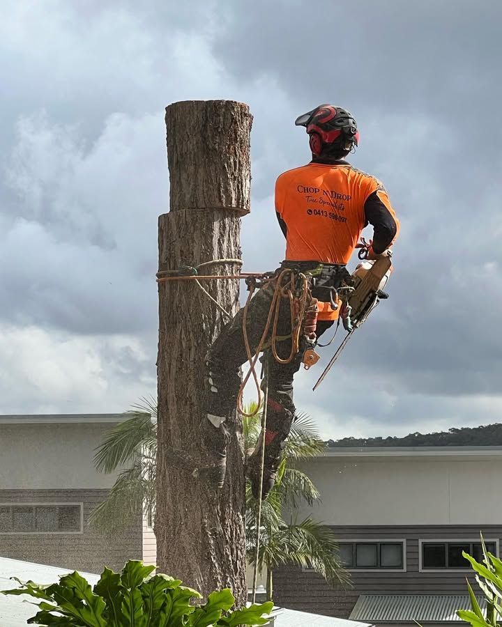 Arborist Wearing Helmet, and Safety Gear Cutting a Tree Trunk — Chop n Drop Tree Specialists in Lake Macquarie, NSW