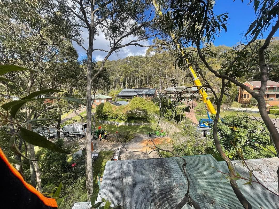 A Tree Service Truck and Workers Are Working in a Tree — Chop n Drop Tree Specialists in Belmont, NSW