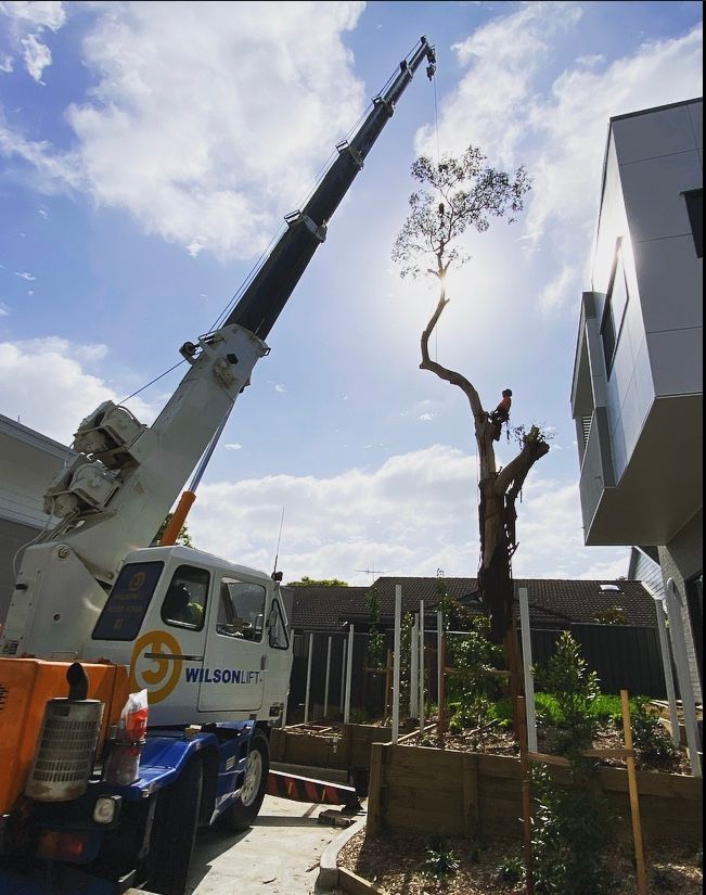 A Crane Trimming a Tall Tree Near a Building on a Sunny Day — Chop n Drop Tree Specialists in Eleebana, NSW
