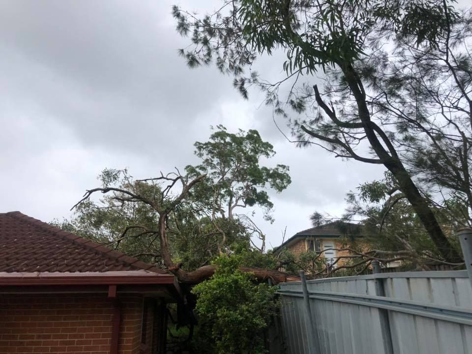 A Large Tree Has Fallen Onto a House and Fence on a Cloudy Day — Chop n Drop Tree Specialists in Belmont, NSW