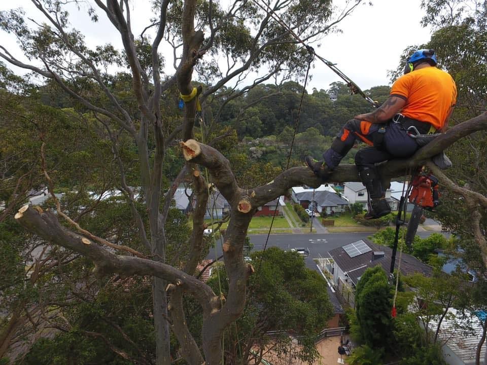 Arborist Cutting Tree Branches, Wearing Safety Gear — Chop n Drop Tree Specialists in Wallsend, NSW