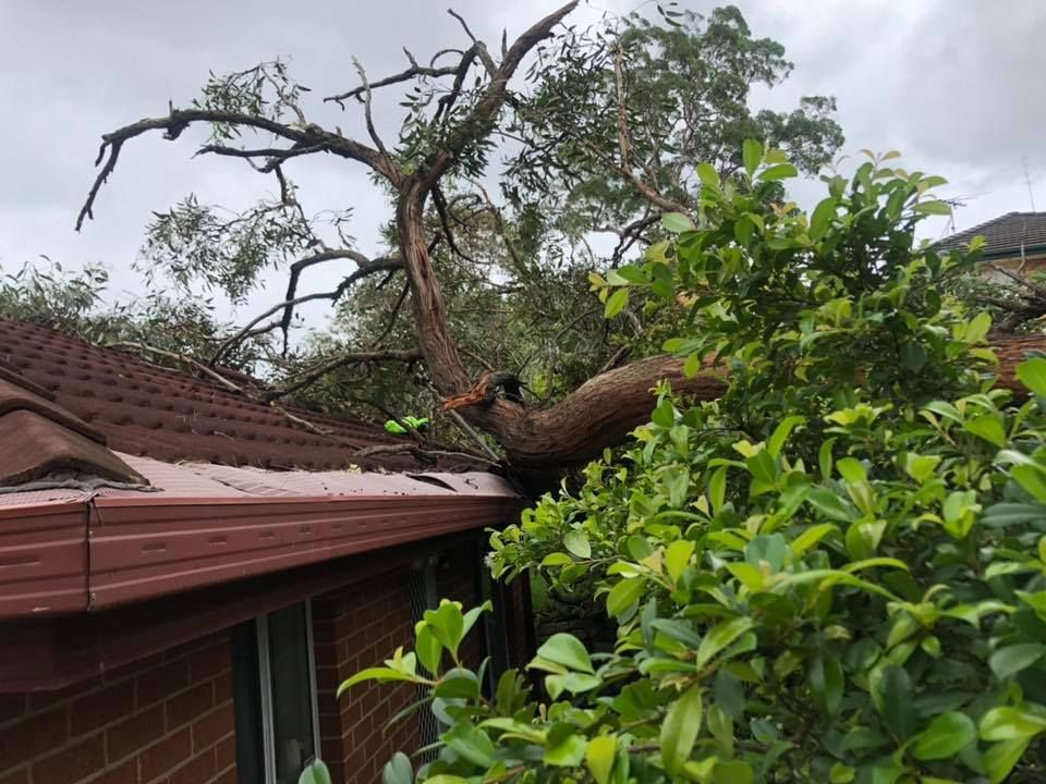 A Large Tree Has Fallen Onto a Brown Rooftop — Chop n Drop Tree Specialists in Belmont, NSW