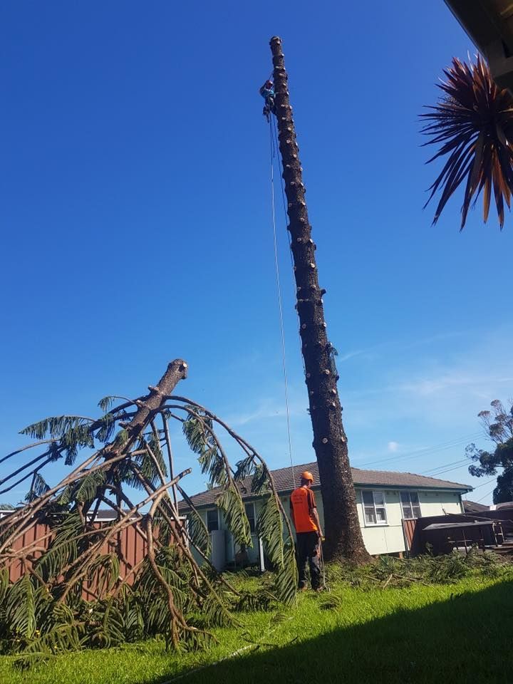 Tree Removal — Chop n Drop Tree Specialists in Wallsend, NSW