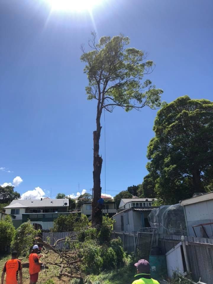 Tree Being Cut Down, Workers in Orange Vests — Chop n Drop Tree Specialists in Valentine, NSW